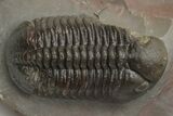 Pair Of Struveaspis Trilobites - Jorf, Morocco #233138-7